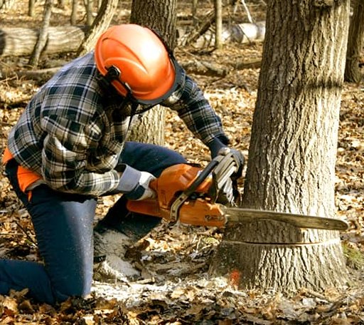 Tree Removal in Salyer, CA